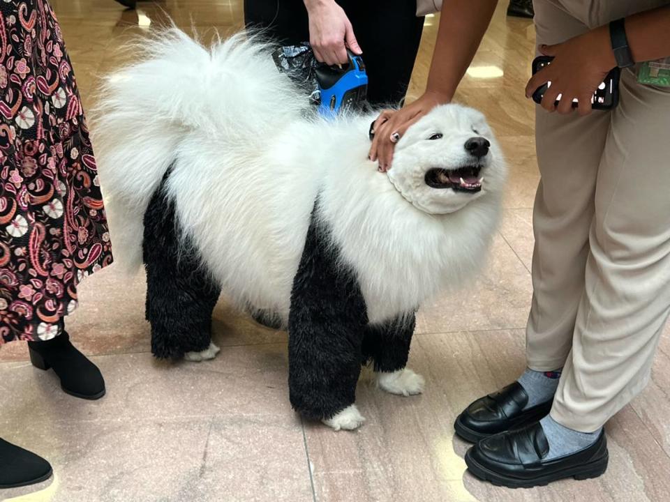 A dog dressed as a panda participates in the Bipawtisan Howl-o-ween Dog Parade on Oct. 31, 2023, in Washington, DC. Danielle Battaglia/dbattaglia@mcclatchy.com