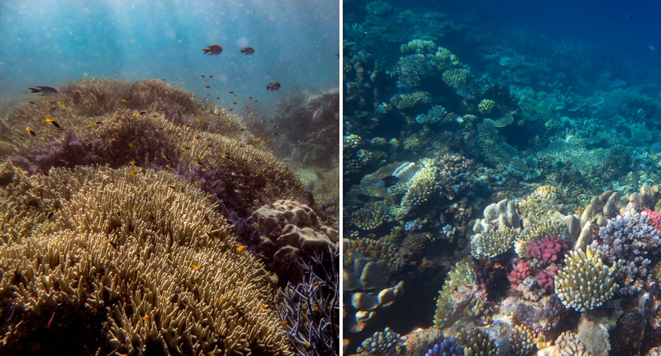 Left - brown coral at the southern end of the reef. Right - colourful coral at the northern end.