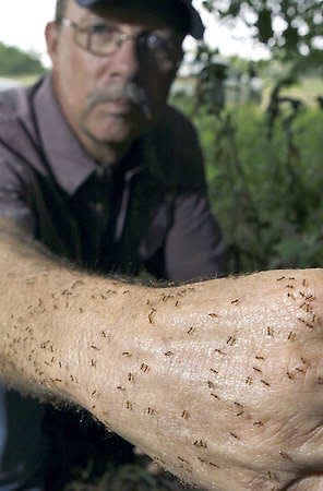 Exterminator Tom Rasberry lets “crazy rasberry ants,” named after him, crawl on his arm in Deer Park, Texas.