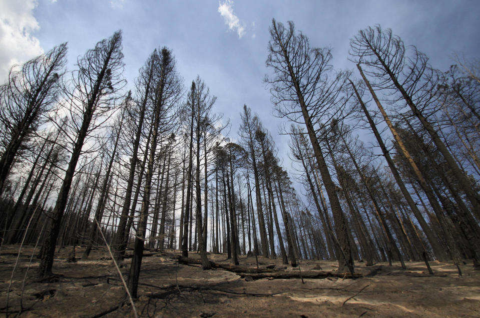 FILE - This July 5, 2011, file photo, shows a grove of ponderosa pines charred by the Las Conchas fire near Cochiti Mesa, N.M. The U.S. Forest Service has been working with states and other partners to treat more acres every year in hopes of reducing the threat of catastrophic wildfire, but Forest Chief Vicki Christiansen acknowledged that a budget proposal for the next fiscal year reflects "tough choices and tradeoffs" that will mean no funding for some programs. Christiansen said during a congressional hearing Tuesday, Feb. 25, 2020, that while the budget request emphasizes the agency's most critical work, it marks a starting point for negotiations. (AP Photo/Susan Montoya Bryan, File)