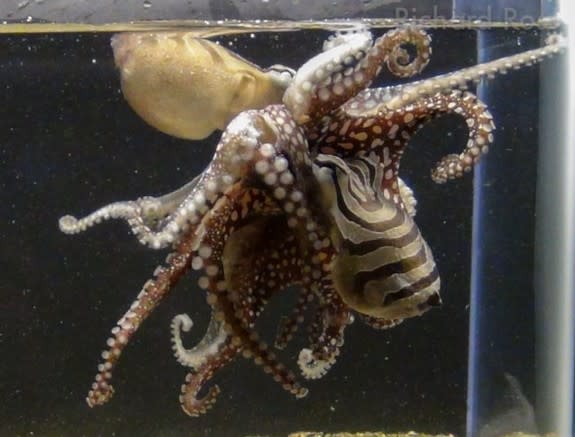 Unlike other octopus species, Larger Pacific Striped Octopuses mate in an intimate clinch with their beaks and suckers pressed against each other