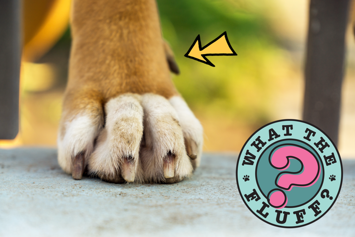 Injured Dog Paw Pads and Wounds - Whole Dog Journal