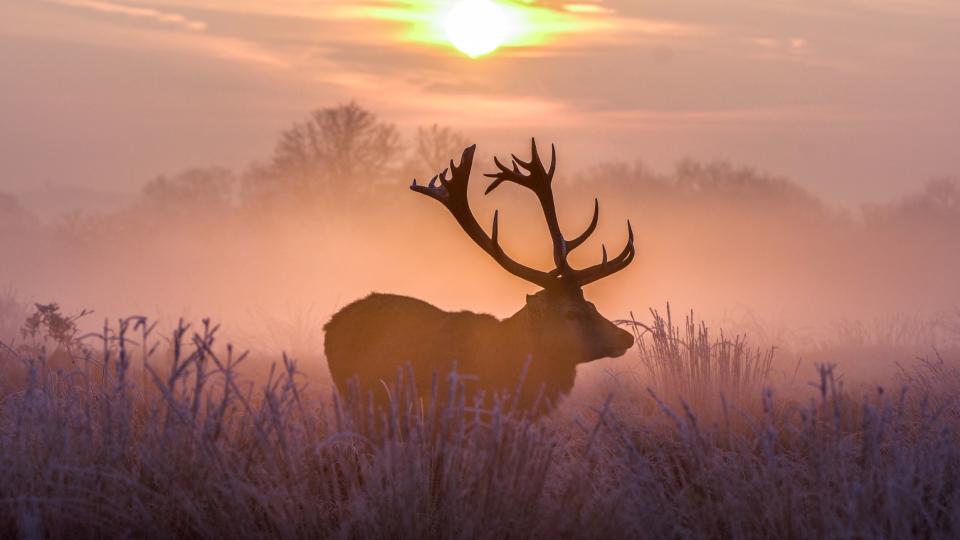 Wildlife holidays. Incredible Wildlife.