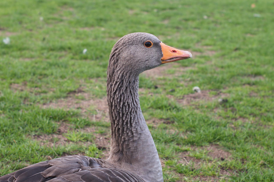 Close up of a goose neck and head