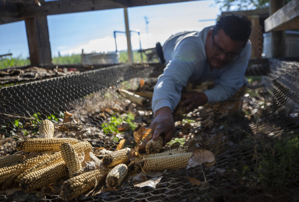 Lawrence Sisneros collects dried corn from a rack at the home of Norma and Eugene “Hutch” Naranjo in Ohkay Owingeh, formerly called San Juan Pueblo, in northern New Mexico, Sunday, Aug. 21, 2022. Friends and relatives of the Naranjos gather every year to make chicos, dried kernels used in stews and puddings, from corn grown at nearby Santa Clara Pueblo. (AP Photo/Andres Leighton)