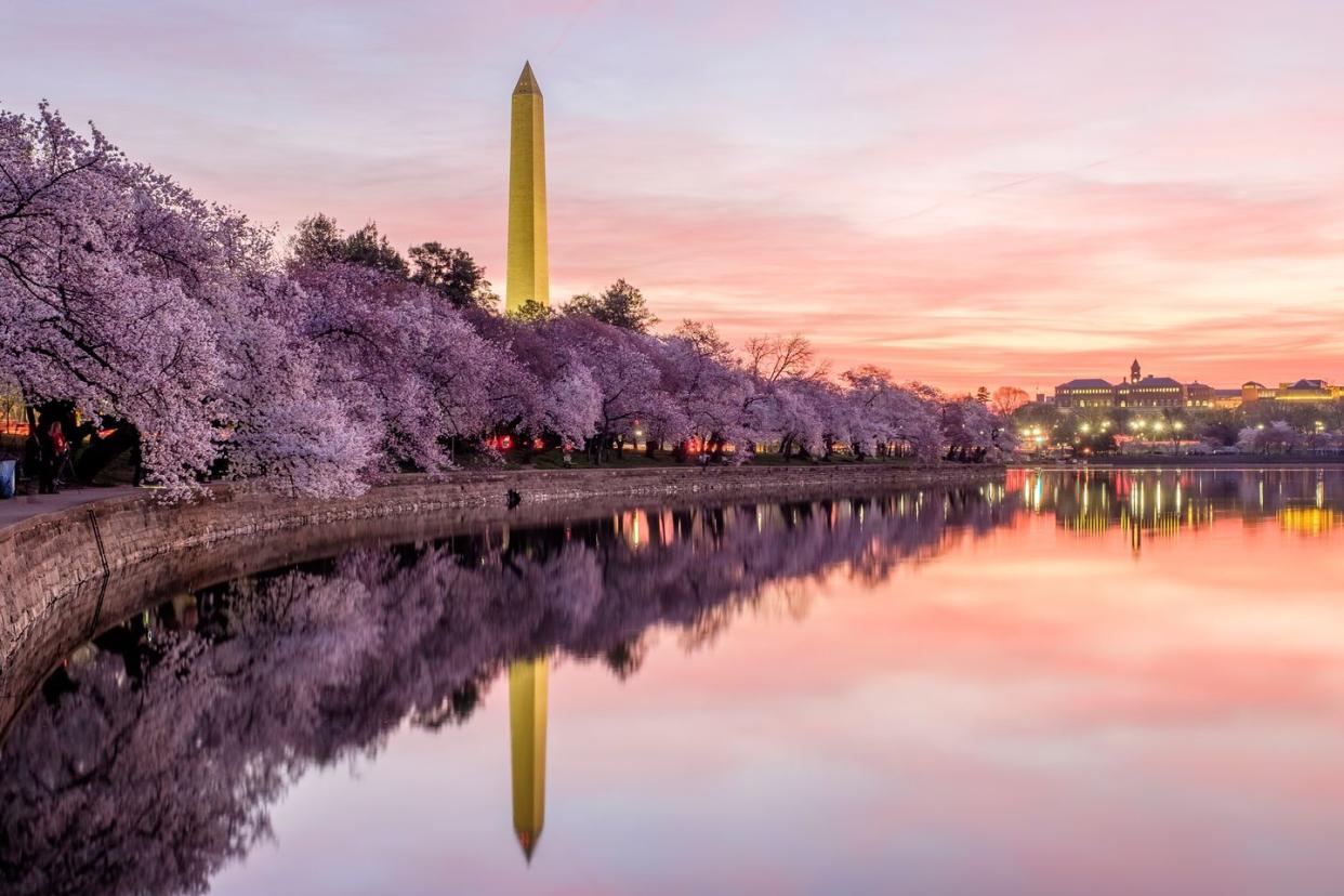 pink skies and full bloom