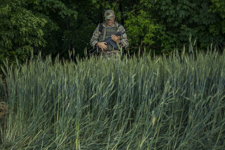 Un soldado ucraniano en plantaciones de trigo 