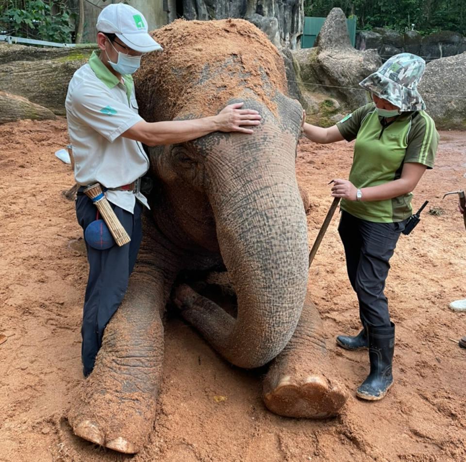 
台北市立動物園31日表示，亞洲象「友愷」從28日開始拒絕進食，30日更直接坐臥在沙坑內休息，體力明顯下滑，希望民眾一起幫牠集氣加油。（台北市立動物園提供）