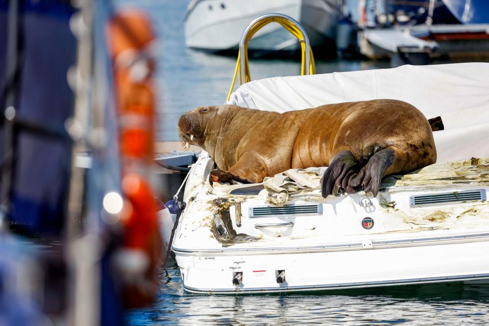 A young female walrus nicknamed Freya rests on a boat in Frognerkilen, Oslo Fjord, Norway, on July 19, 2022.