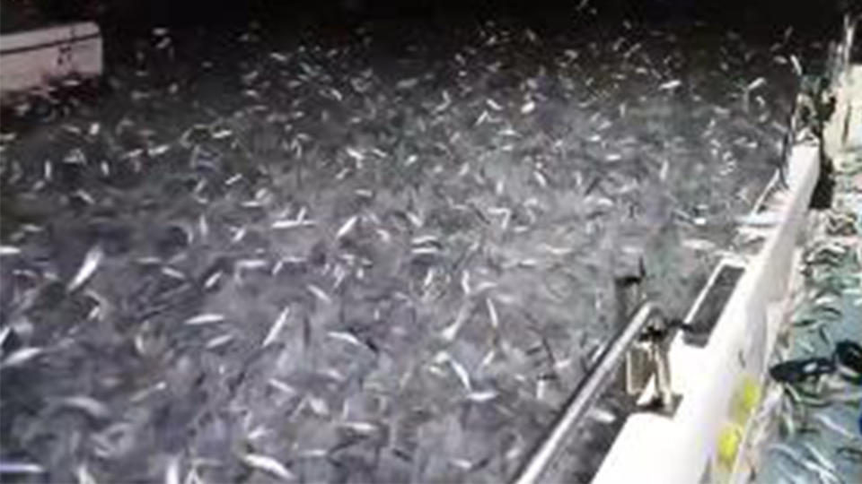 Cientos de miles de sardinas se abalanzaron sobre el bote pesquero taiwanés. Foto: Facebook.com/lu.jingwai