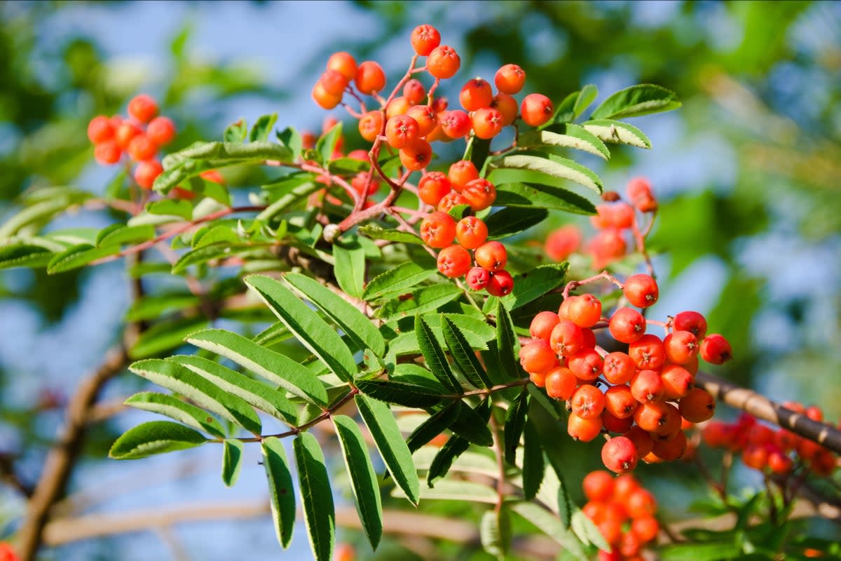 Rowan tree berries  (Alamy Stock Photo)