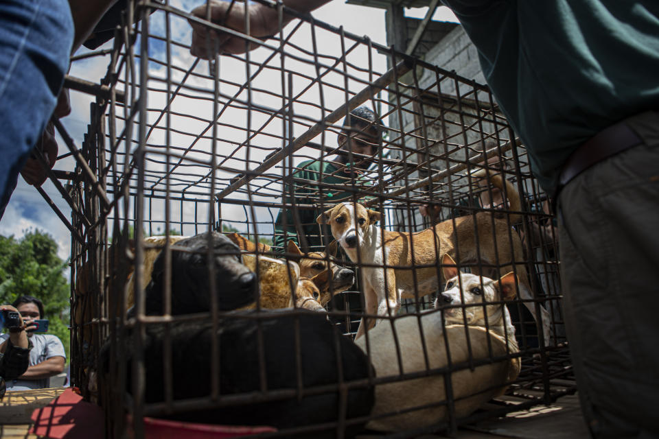 Members of anti-animal cruelty group Humane Society International, (HSI) transport a cage containing dogs from a slaughter house in Tomohon, North Sulawesi, Indonesia, Friday, July 21, 2023. Authorities on Friday announced the end of the "brutally cruel" dog and cat meat slaughter at a notorious animal market on the Indonesian island of Sulawesi following a years-long campaign by local activists and world celebrities. (AP Photo/Mohammad Taufan)