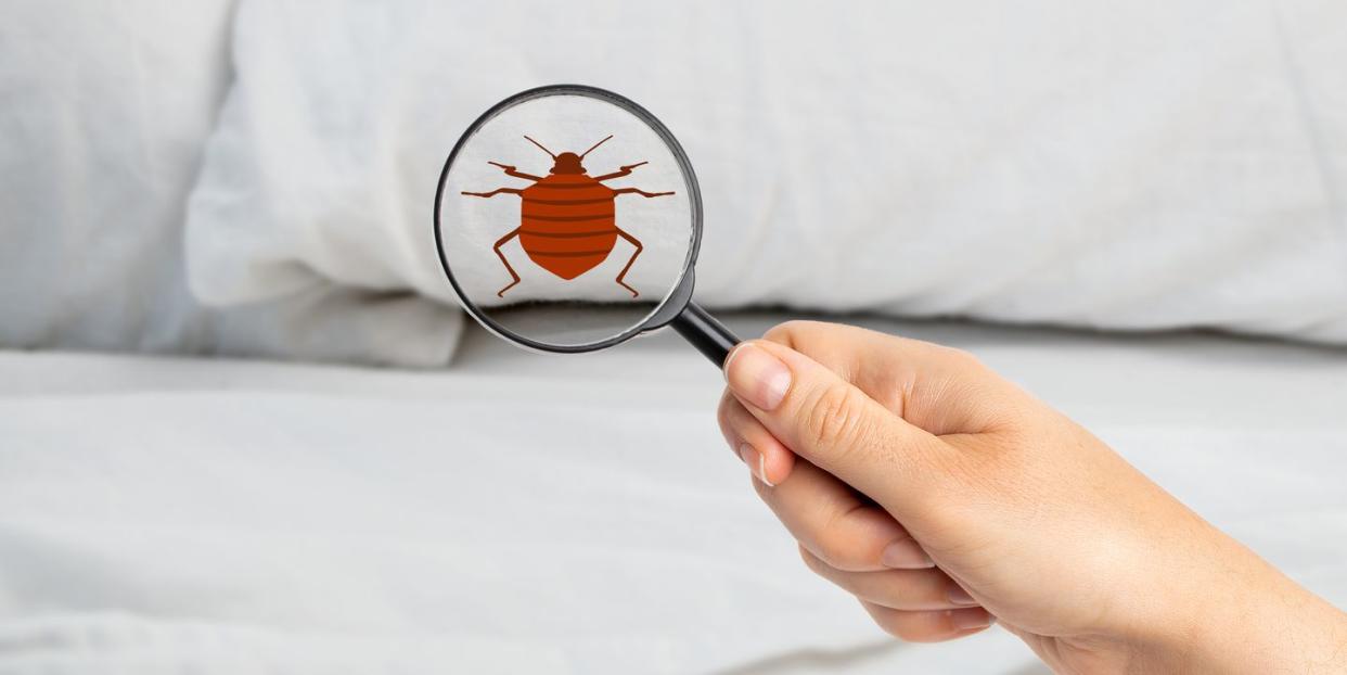 best pest advice bedbugs