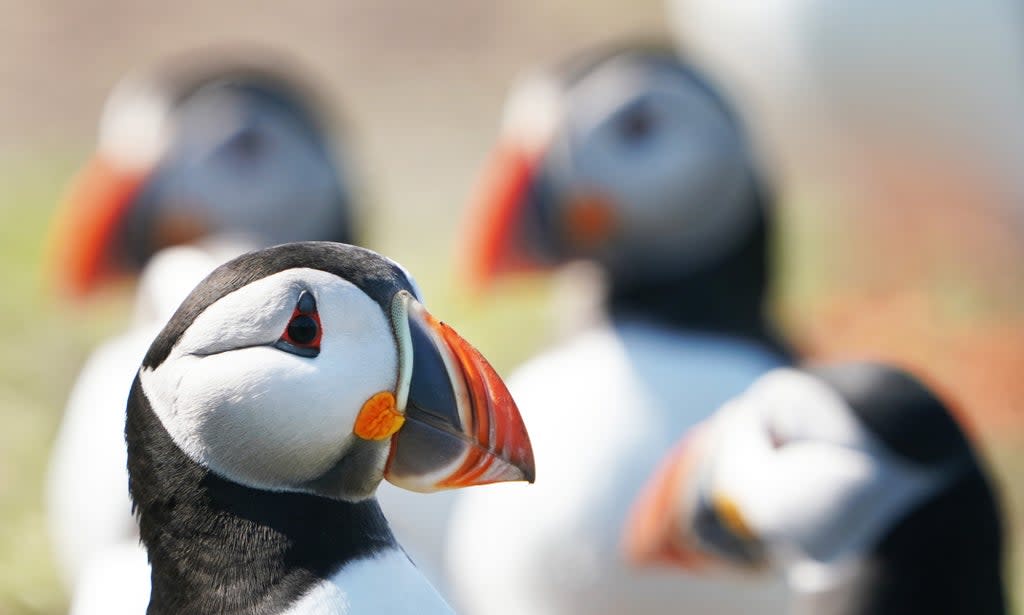 Puffins are under threat on Rathlin Island (Owen Humphreys/PA) (PA Wire)