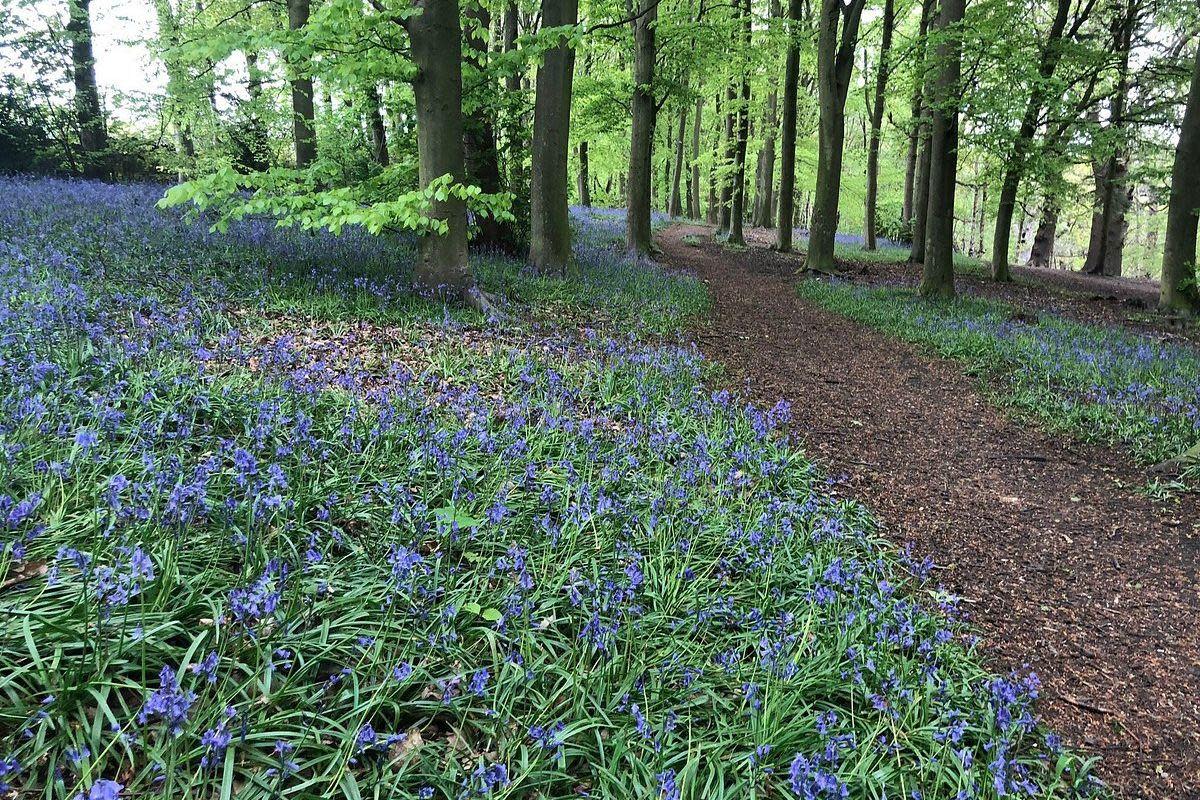 Where do you go looking for bluebells in West Yorkshire? <i>(Image: Tripadvisor)</i>