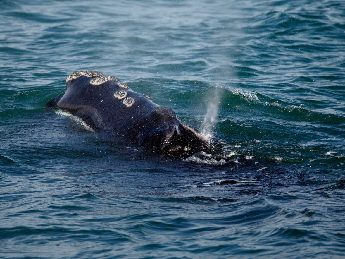 Fisheries and Oceans Canada closed the area after two North Atlantic right whales were sighted.  (Michael Dwyer/CP/AP - image credit)