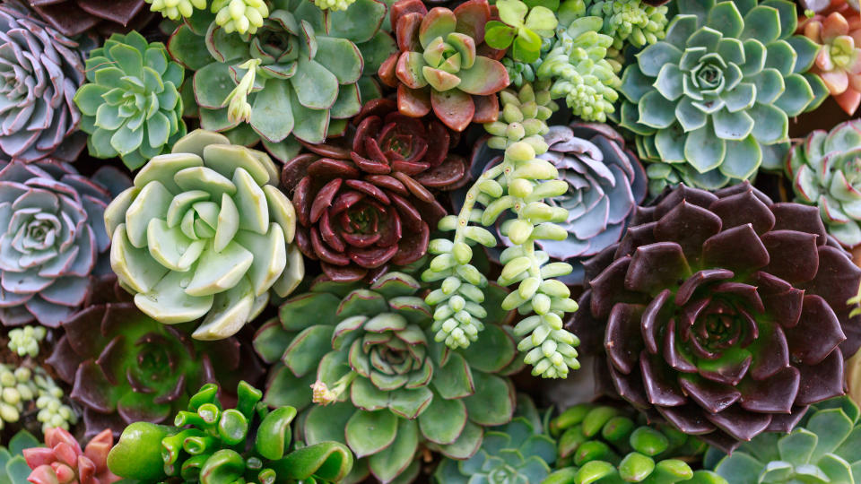 Succulent garden: Variety of colorful succulents planted tightly together in the ground