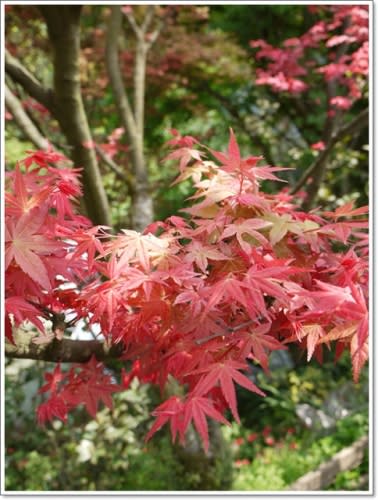 春天˙楓葉紅了~【台北奧萬大】賞楓好地方