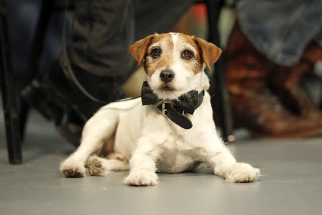 El adorable Uggie