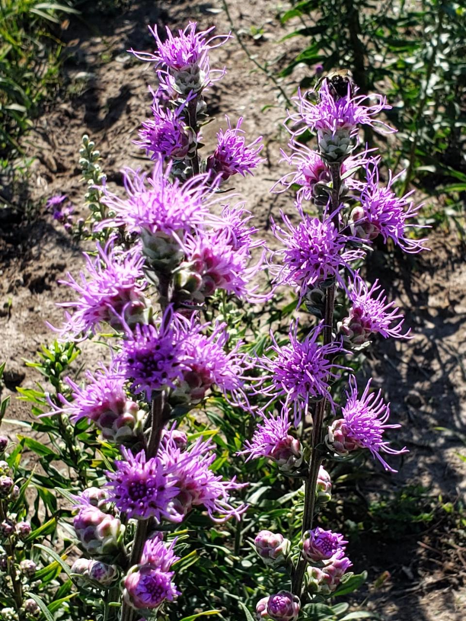 Liatris pycnostachya appears on a sunny day in this undated photo. Liatris is Sullivan's favorite native plant.