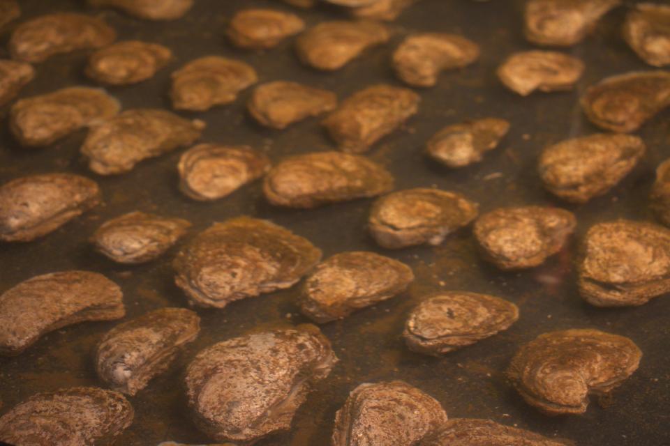 Adult oysters are ready for spawning Aug. 2 at Horn Point Hatchery in Cambridge, Md.