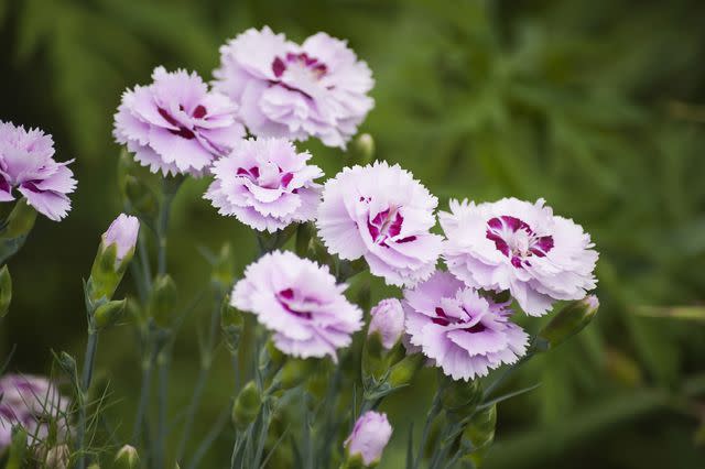 <p>Getty Images/Flowerphotos</p>