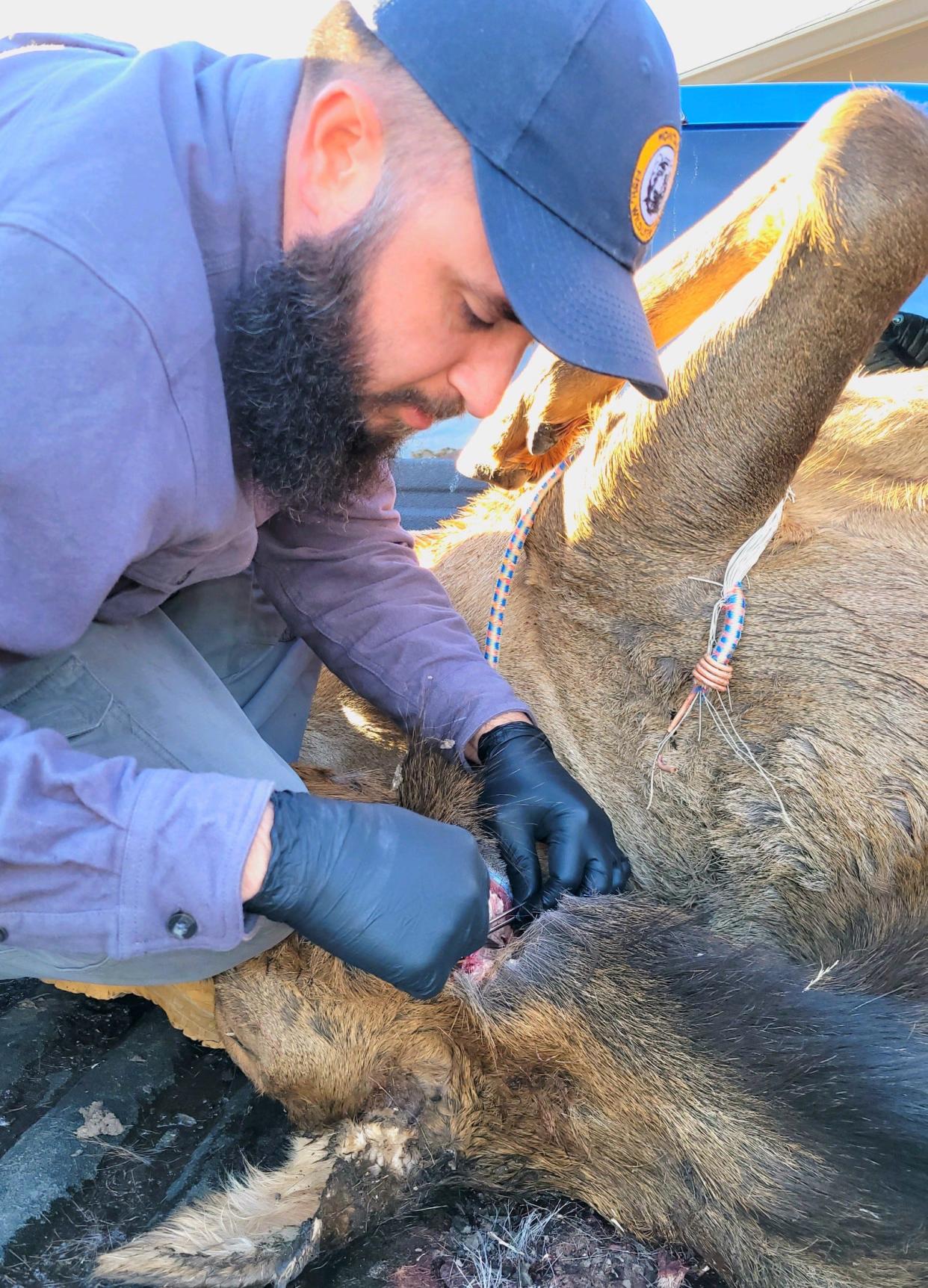 A FWP animal health inspector performs a biopsy on a white-tailed deer to test for CWD
