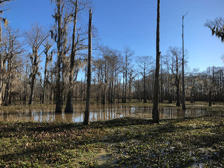 Atchafalaya Basin, home to many pipelines, is seen in the western part of the of southern Louisiana, U.S. January 31, 2017. Picture taken on January 31, 2017. REUTERS/Liz Hampton