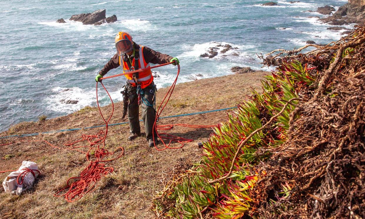 <span>Hottentot fig being cleared from cliffs at the Lizard.</span><span>Photograph: Seth jackson/National Trust Images</span>