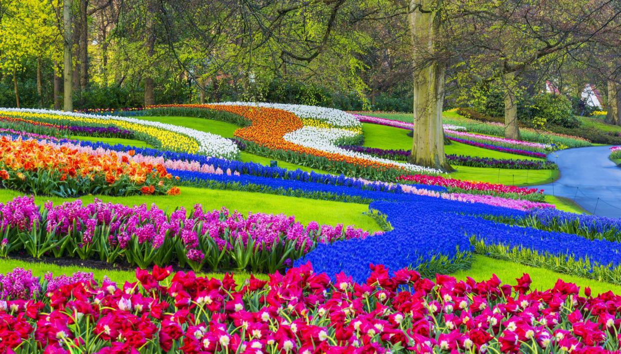 Colorful spring flowers in a park. Location is Keukenhof Gardens, near Lisse, Netherlands