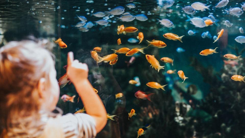 Little girl pointing at goldfish