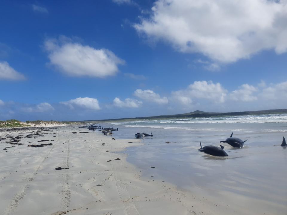 Pilot whales are seen stranded on the beach in Chatham Islands, New Zealand, on 22 November (Jemma Welch via Reuters )