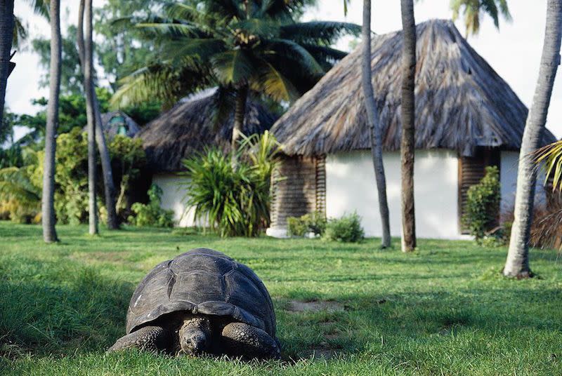 Riesenschildkröten werden im Schnitt zwischen 200 und 250 Jahre alt. Aldabra-Riesenschildkröten-Männchen Adwaita hat dem sogar noch einen draufgesetzt: Er wurde ganze 256 Jahre alt. (Bild: Getty Images/ DEA/ C. SAPPA)