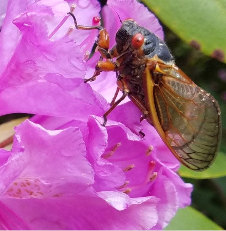 A Brood X cicada that recently emerged in Blairsville is shown on a flower.