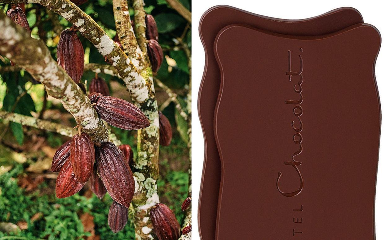 From tree to bean to bar: Hotel Chocolat's cocoa pods and Grand Slabs - Ben Quinton