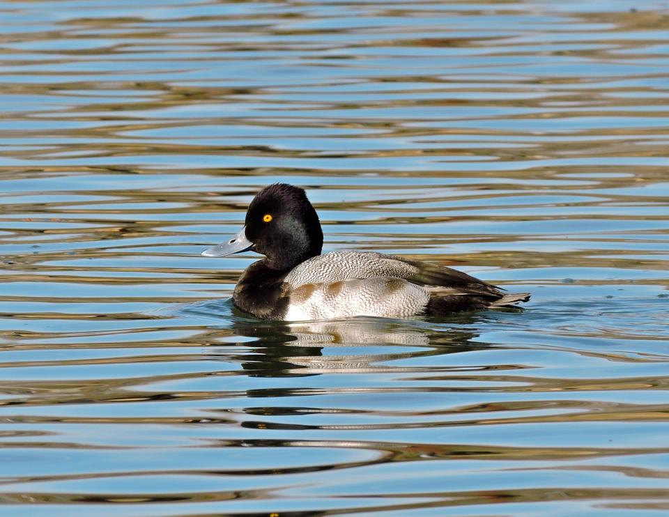 Ducks like this Lesser Scaup winter in large numbers near the mouth of the Bill Williams River.