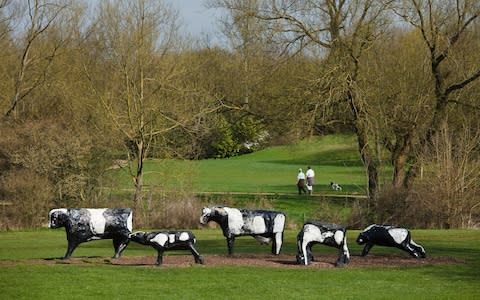 cows - Credit: Robin Weaver/ Alamy