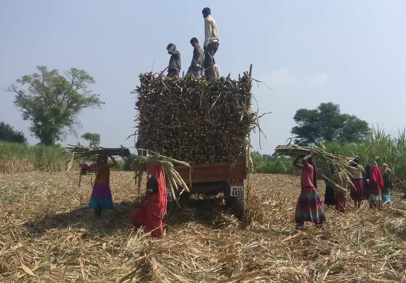 Workers load harvested sugarcane onto a trailer in a field in Gove village