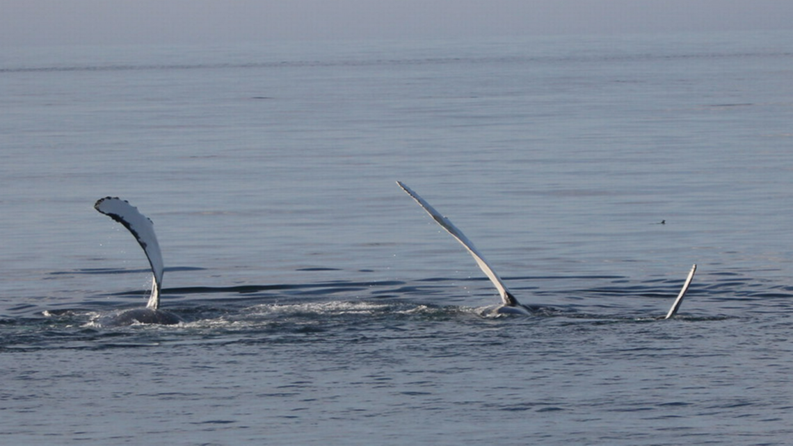 The unusually large pod of whale was exhibiting a variety of behaviors, including slapping their pectoral fins, photos show. Shannon Nielsen/Allied Whale Bar Harbor Whale Watch