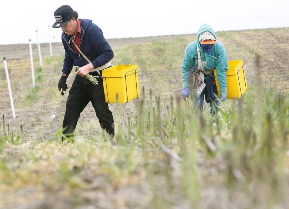 Workers cut asparagus from a field at Middleton Six Sons Farms near Pasco off the Pasco-Kahlotus Highway in 2017.