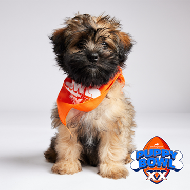 Cherry, a 6-month-old Border Terrier mix, will be a contestant representing the Arizona Humane Society in the upcoming Puppy Bowl 20.