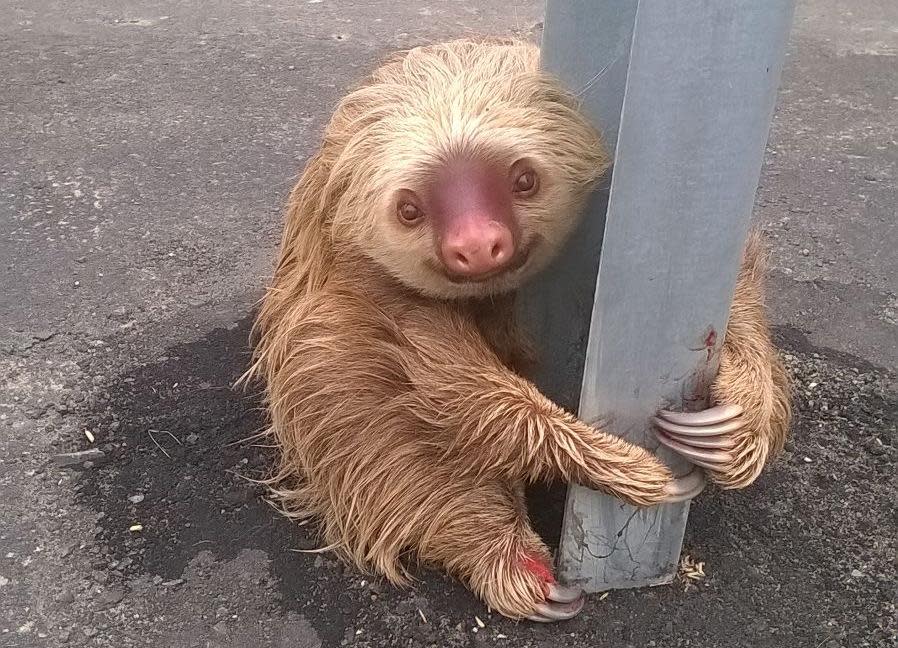 Mejores fotos de animales