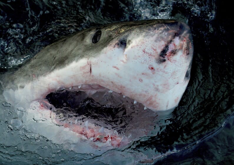 En esta imagen proporcionada por Warner Bros. Discovery un gran tiburón blanco en el mar. Shark Week llega con 25 horas de programación dedicada a tiburones a partir del 24 de julio en Discovery Channel y discovery+. (Warner Bros. Discovery via AP)