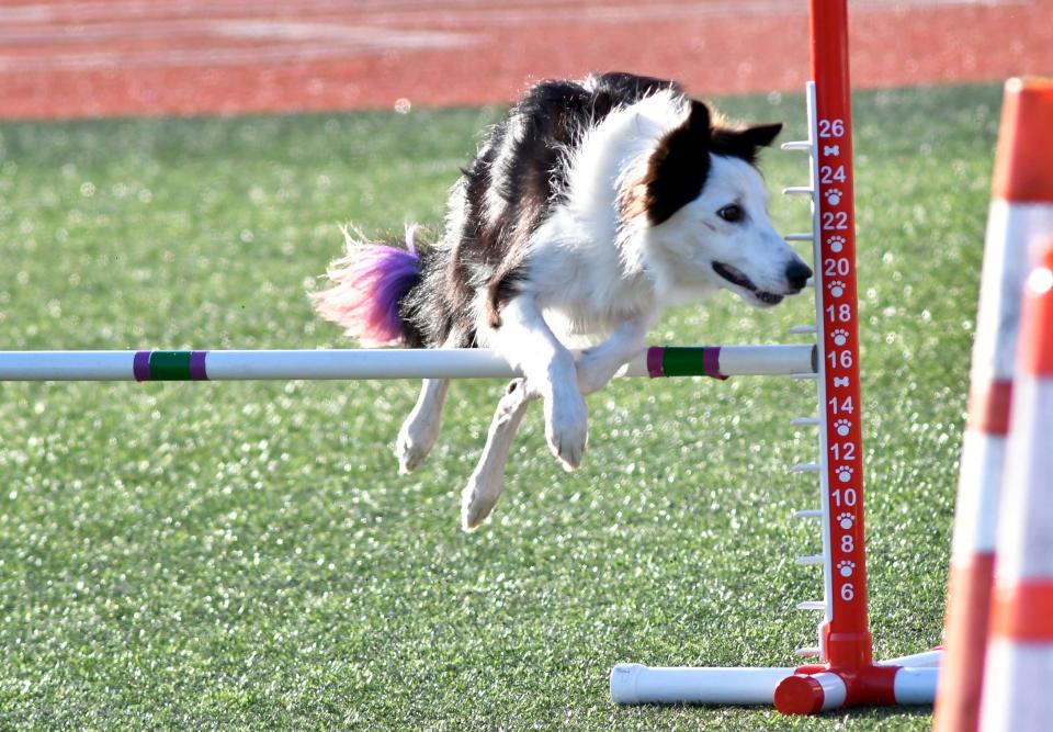 The Space Coast Police K-9 competition will be at Viera High School stadium on Nov. 11.