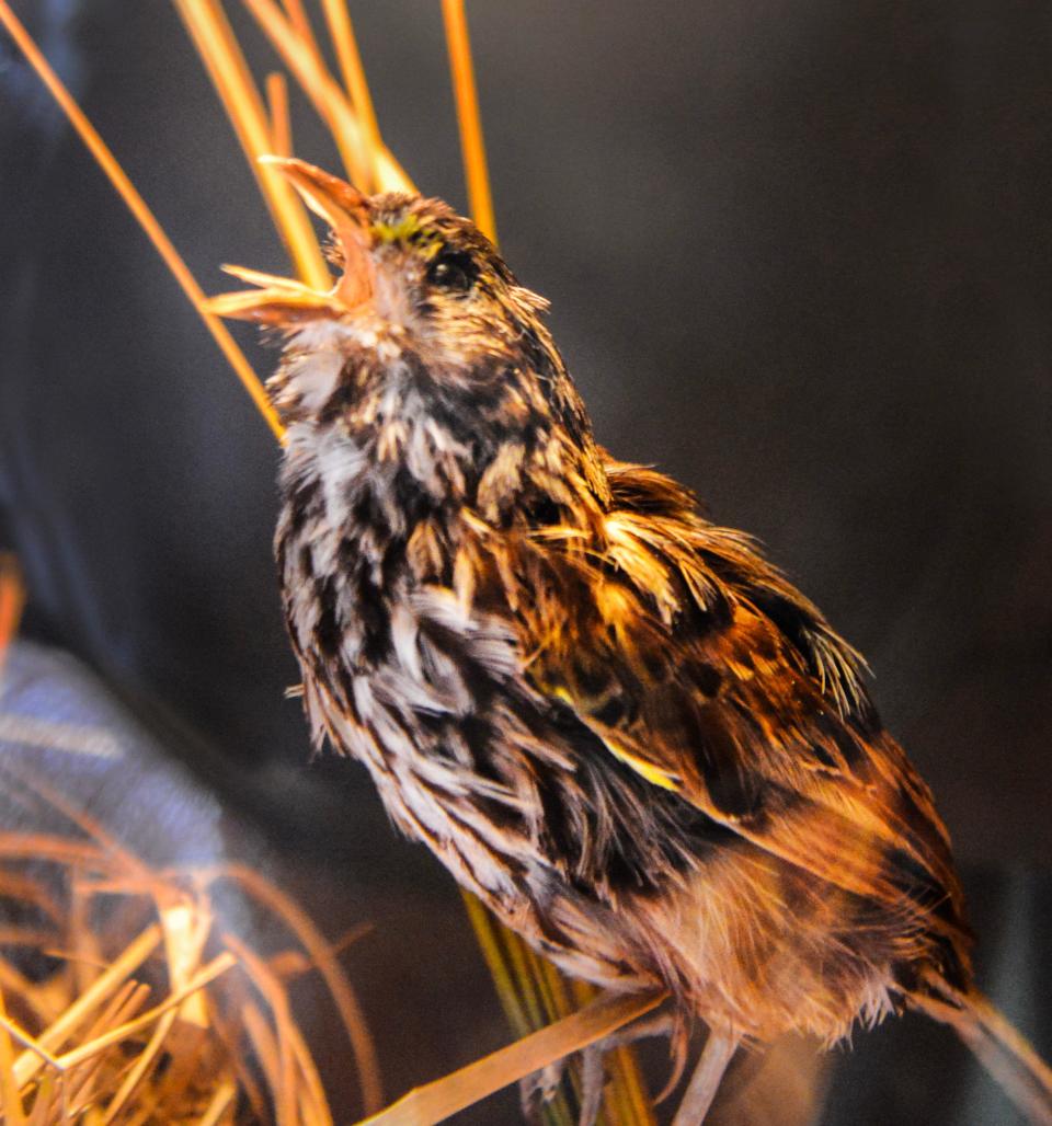 One of the few existing specimens left of the extinct dusty seaside sparrow on display in a glass case at the Merritt Island National Wildlife Refuge Visitors Center.