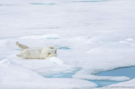 There's not many places to hide on a pile of snow - unless you're the same colour, of course. (Marion Vollborn/Comedy Wildlife Photo Awards 2019)