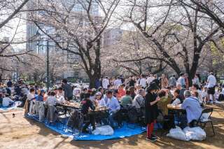 Un rassemblement pendant la fête du “hanami”, sous les cerisiers en fleurs du parc de Hamacho, à Tokyo, le 31 mars. . photo PHILIP FONG/AFP