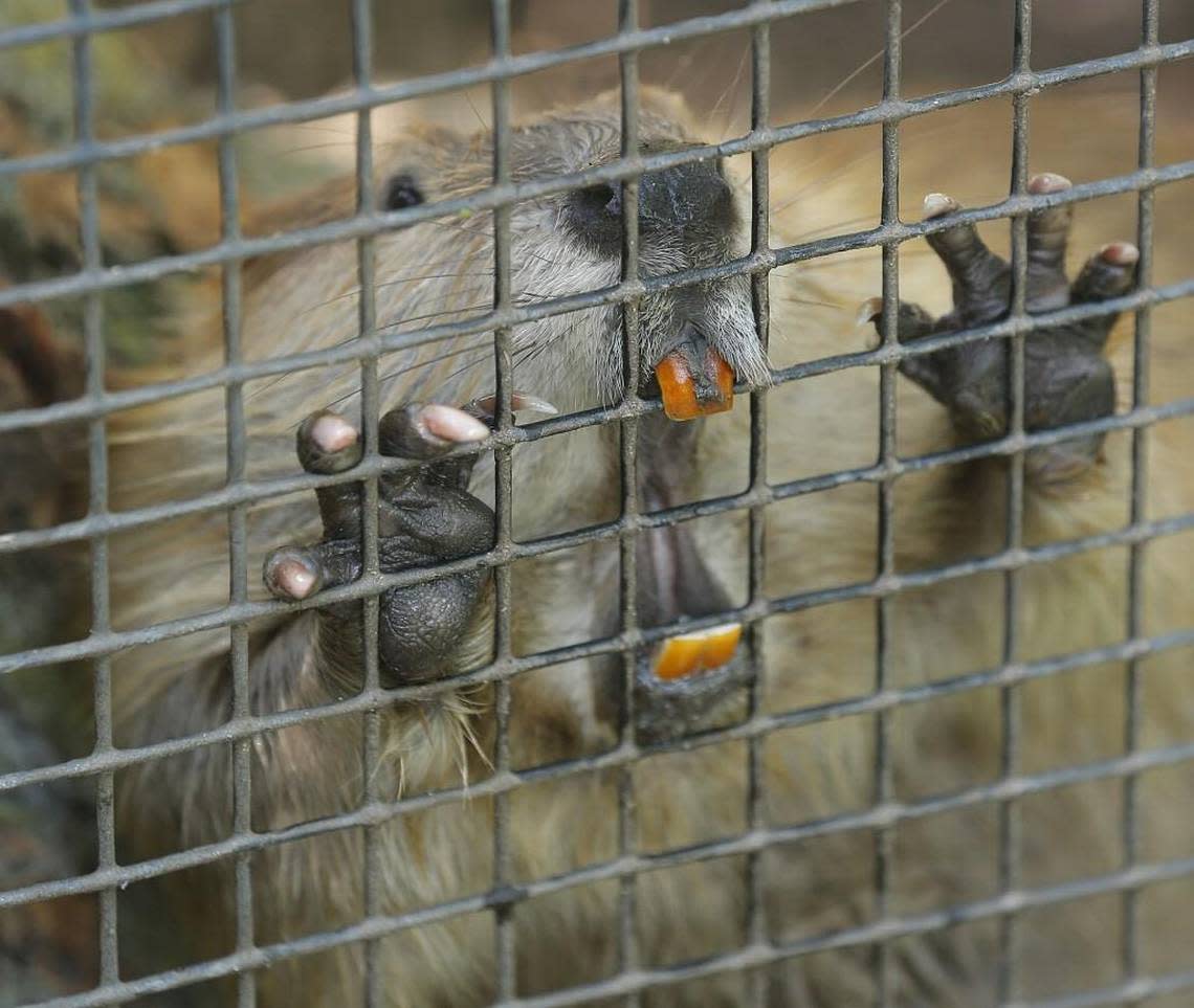 A young Chapa the beaver gnaws on the fence at the Kansas Wildlife Exhibit in Central Riverside Park in 2013.