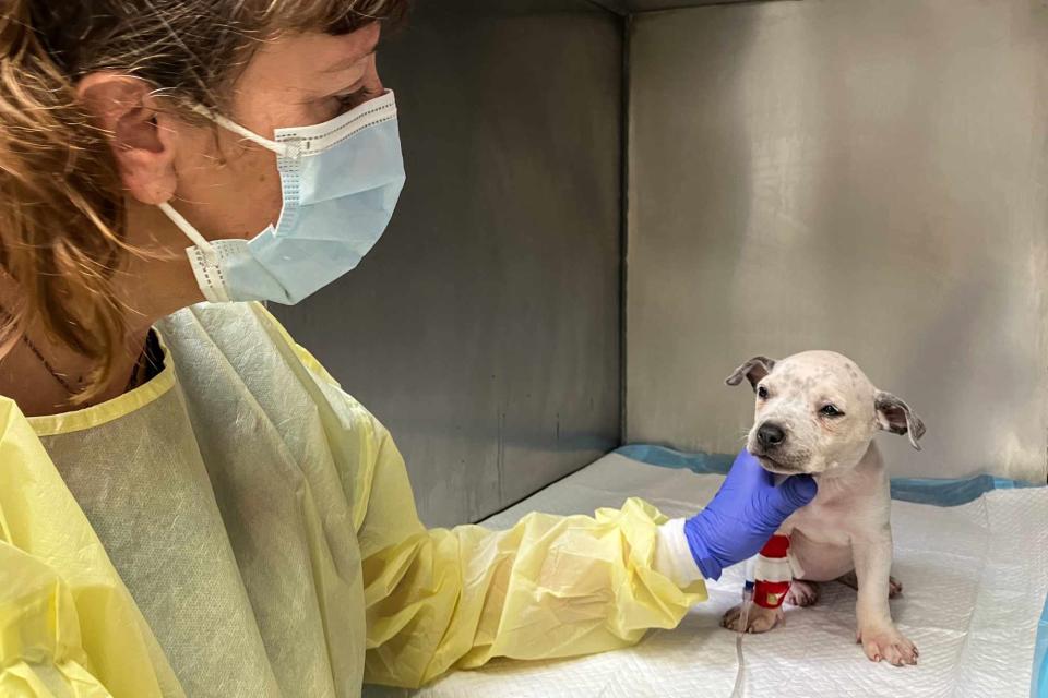 <p>Elanco Animal Health</p> Cookie the puppy recovering from canine parvovirus at The Fix Project in Long Beach, California.