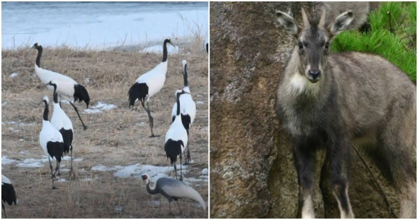 南北韓非軍事區停戰70年，變成野生動物的天堂。（圖／翻攝《Google藝術與文化網站》，下同）